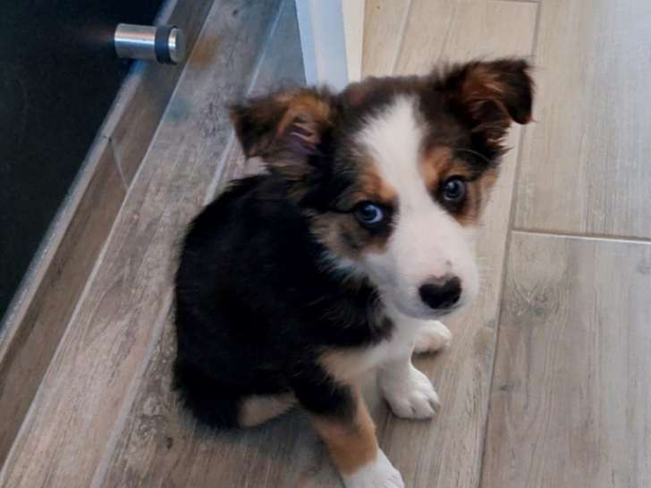 Chiots Border Collie non LOF à vendre