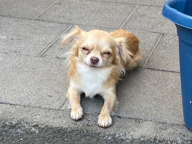 Mâle Chihuahua non castré à vendre