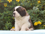 Chiots Saint-Bernard LOF à vendre