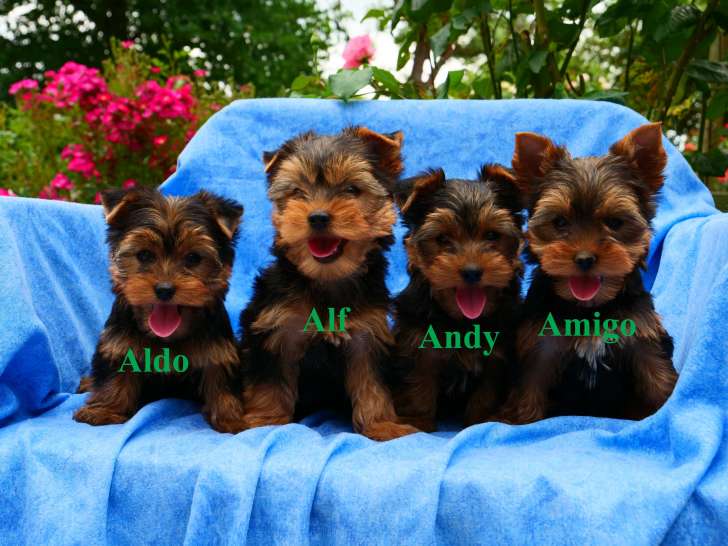 Adorables chiots de type Yorkshire à vendre