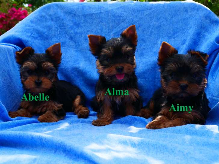 Adorables chiots de type Yorkshire à vendre