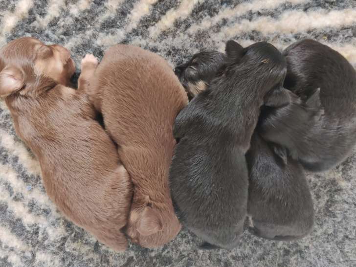 Chiots apparence Chihuahua à poil long, non LOF, à vendre
