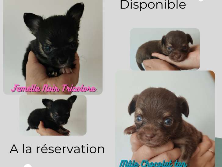 Chiots apparence Chihuahua à poil long, non LOF, à vendre