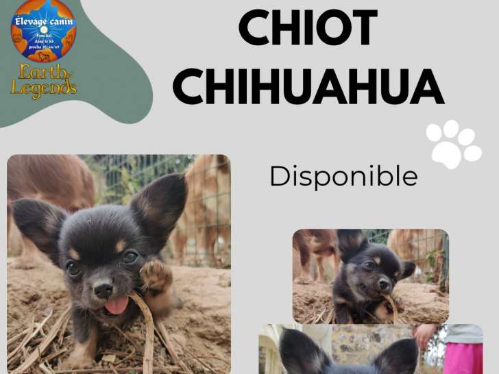 Chiots apparence Chihuahua à poil long, non LOF, à vendre