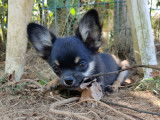 Chiots apparence Chihuahua à poil long, non LOF, à vendre