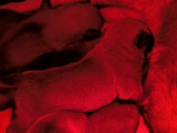 Chiots Malinois à vendre
