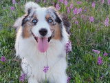 Mâle Berger Australien bleu merle LOF disponible pour saillie