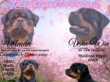 Chiots Rottweiler LOF issus d'un champion de France à vendre