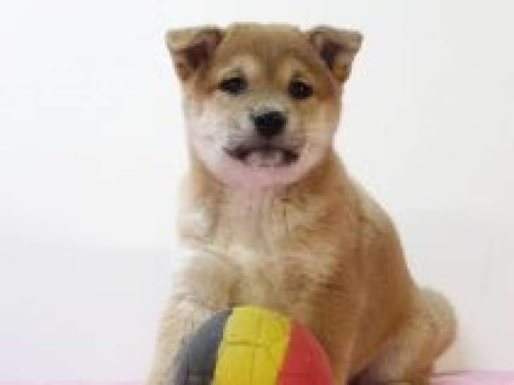 Splendides chiots Shiba Inu à vendre