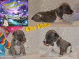 Chiots Whippet LOF à vendre