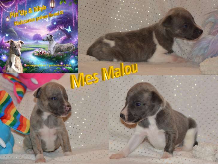 Chiots Whippet LOF à vendre