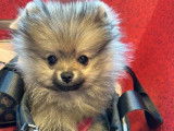 Chiots Pomeranien Spitz Nain Loulou de Pomeranie