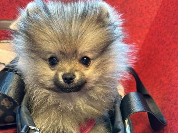 Chiots Spitz Nain à vendre