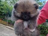 Chiots Pomeranien Spitz Nain Loulou de Pomeranie