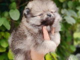 Chiots Pomeranien Spitz Nain Loulou de Pomeranie