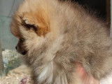 Chiots Pomeranien Spitz Nain Loulou de Pomeranie