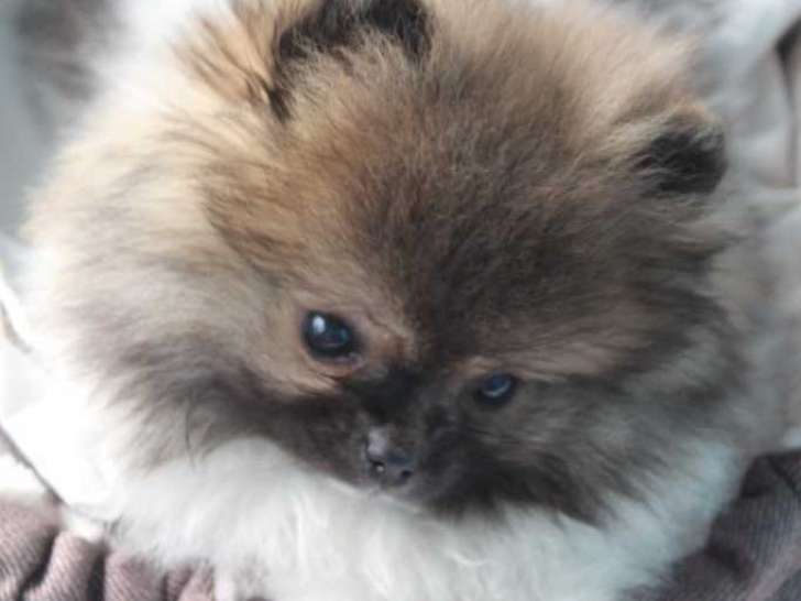 Chiots Pomeranien Spitz Nain Loulou de Pomeranie