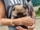 Chiots Pomeranien Spitz Nain Loulou de Pomeranie