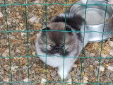 Chiots Pomeranien Spitz Nain Loulou de Pomeranie