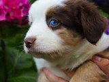 Chiots de race Berger Australien à vendre (2 mâles)