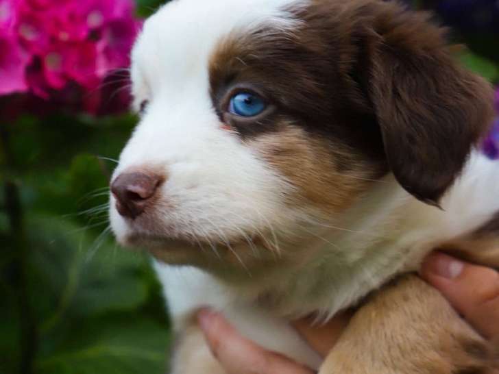Chiots de race Berger Australien à vendre (2 mâles)