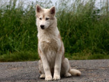 2 chiots femelles Huskys de Sibérie disponibles à l’achat (LOF)