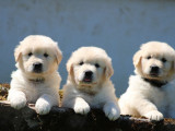 Des chiots Golden Retrievers LOF à vendre