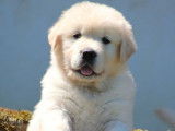 Des chiots Golden Retrievers LOF à vendre
