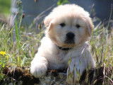 Des chiots Golden Retrievers LOF à vendre