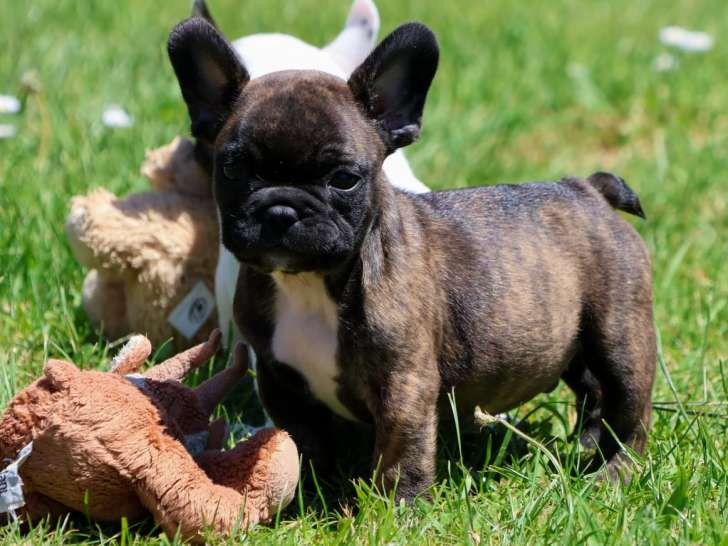 Chiots Bouledogue Français à vendre