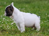Chiots Bouledogue Français à vendre