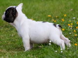 Chiots Bouledogue Français à vendre