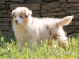 6 chiots Bergers Australiens LOF à vendre