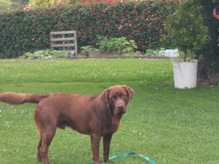 Magnifique labrador chocolat cherche une copine pour saillie