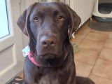 M&acirc;le Labrador chocolat disponible pour saillie