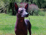 Un chien Nu du Pérou LOF noir de 3 ans pour saillie
