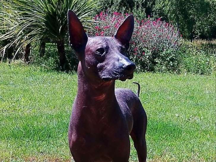 Un chien Nu du Pérou LOF noir de 3 ans pour saillie