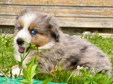 3 chiots Bergers Américains Miniatures à vendre (LOF)