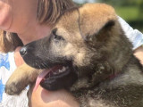 À vendre 6 chiots Bergers Allemands (LOF)