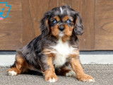 Chiots Cavalier King Charles à naître