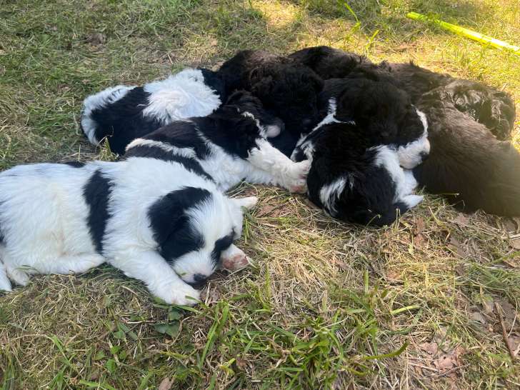 Chien d'Eau Portugais LOF élevés en famille à vendre