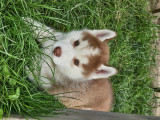 Chiots Husky Siberien à vendre