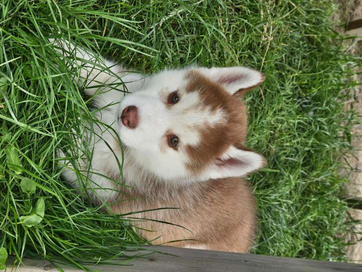 Chiots Husky Siberien à vendre