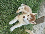 Chiots Husky Siberien à vendre