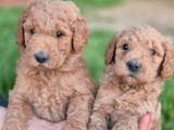 10 chiots Grands Caniches fauves à réserver (LOF)