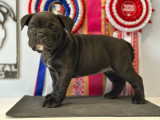 3 chiots Bulldog Continental LOF à vendre