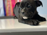 3 chiots Bulldog Continental LOF à vendre