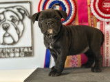 3 chiots Bulldog Continental LOF à vendre