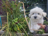 À vendre 2 chiots mâles Cotons de Tuléar blancs (LOF)