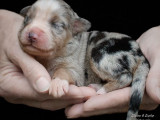 7 chiots Bergers Australiens LOF à réserver